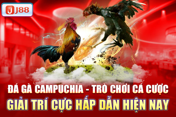 Đá gà Campuchia - Trò chơi cá cược giải trí cực hấp dẫn hiện nay